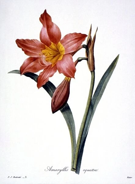 AMARYLLIS (Hippeastrum puniceum). Engraving after painting, 1833, by P. J. Redoute