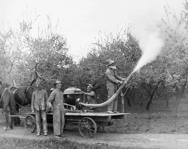 AMERICA: FARMING, c1910. Farmers in the American northeast using a horse-drawn power duster to spread sulphur in their orchard. Photographed c1910