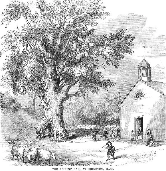 THE ANCIENT OAK. The ancient oak at Brighton, Massachusetts. Wood engraving, American, 1853