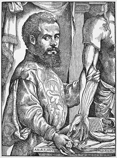 ANDREAS VESALIUS (1514-1564). Belgian anatomist
