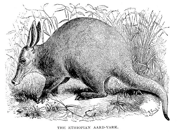 aRDVARK. The Ethiopian aardvark. Wood engraving, 1876