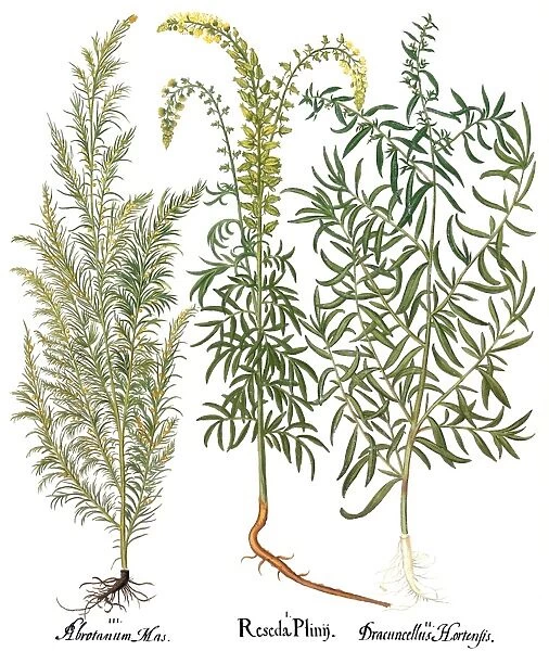 ARTEMISIAE & RESEDA. Lemon-scented southernwood (Artemisia abrotanum), left, bastard reseda (Reseda lutea), center, and tarragon (Artemisia dracunculus): engraving from Basilius Beslers Florilegium, published at Nuremberg in 1613