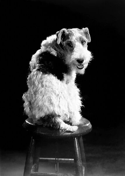 ASTA. American canine actor. Publicity still, 1930s