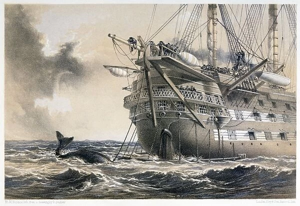 ATLANTIC CABLE, 1858. The H. M. S. Agamemnon laying the Atlantic Telegraph Cable in 1858. A whale crosses the line. Lithograph, English, 1866