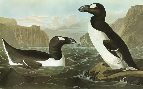 AUDUBON: AUK. Great Auk (Pinguinus impennis)