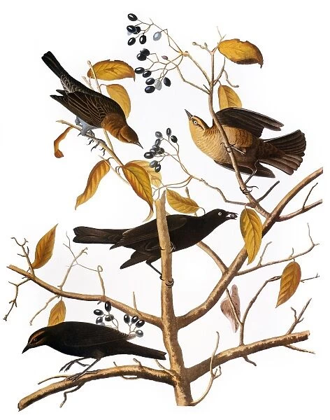 AUDUBON: BLACKBIRD, (1827). Rusty Blackbird (Ephagus carolinus) by John James Audubon for his Birds of America, 1827-38