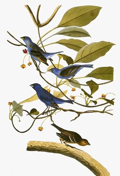 AUDUBON: BUNTING, 1827-38. Indigo Bunting (Passerina cyanea) by John James Audubon for his Birds of America, 1827-38