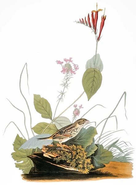AUDUBON: BUNTING. Henslows bunting (Ammodramus henslowii), from John James Audubons The Birds of America, 1827-1838