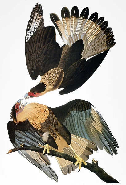 AUDUBON: CARACARA, 1827-38. Crested caracara (Caracara cheriway), also known as Brazilian caracara eagle, by John James Audubon for his Birds of America, 1827-1838