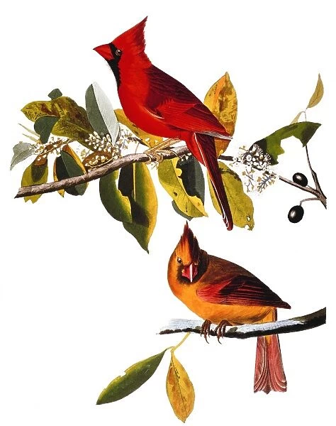 AUDUBON: CARDINAL. Cardinal (Cardinalis cardinalis) by John Audubon for his Birds of America, 1827-38