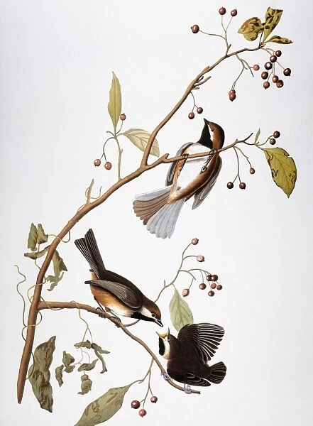 AUDUBON: CHICKADEE, (1827-1838). Boreal chickadee (Parus hudsonicus), from John James Audubons The Birds of America, 1827-1838