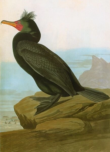 AUDUBON: CORMORANT. Double-crested cormorant (Phalacrocorax auritus), from John James Audubons Birds of America, 1827-1838