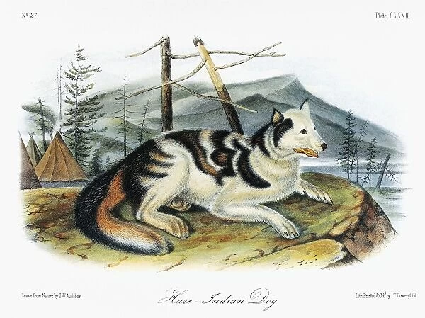 AUDUBON: DOG. Hare Indian, or Mackenzie River, dog, an extinct breed of domesticated dog