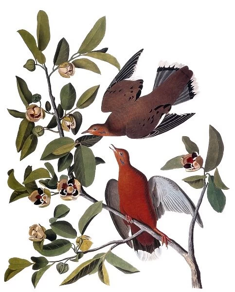 AUDUBON: DOVE, (1827-38). Zenaida Dove (Zenaida aurita) by John James Audubon for his Birds of America, 1827-38