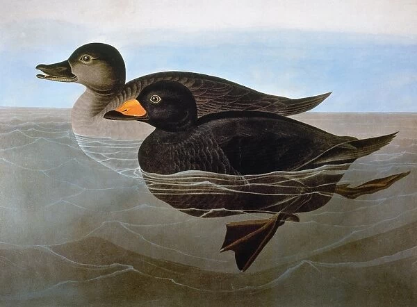 AUDUBON: DUCK, 1827. Black Scoter (American Scoter Duck). Colored engraving from John James Audubons The Birds of America, 1827-38