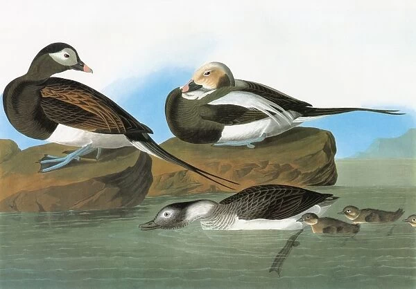 AUDUBON: DUCK. Long-tailed Duck, or Oldsquaw (Clangula hyemalis)