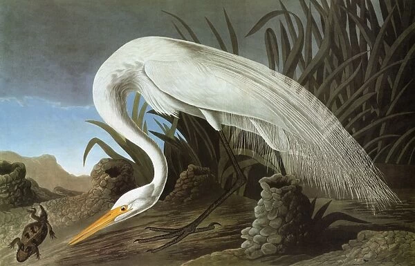 AUDUBON: EGRET. Great Egret (Casmerodius albus)