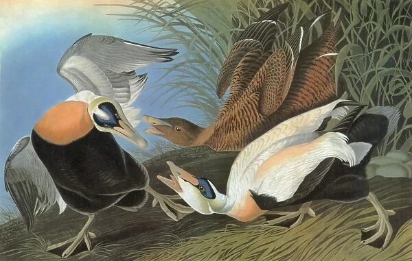 AUDUBON: EIDER. Common Eider, or Eider Duck (Somateria mollissima)