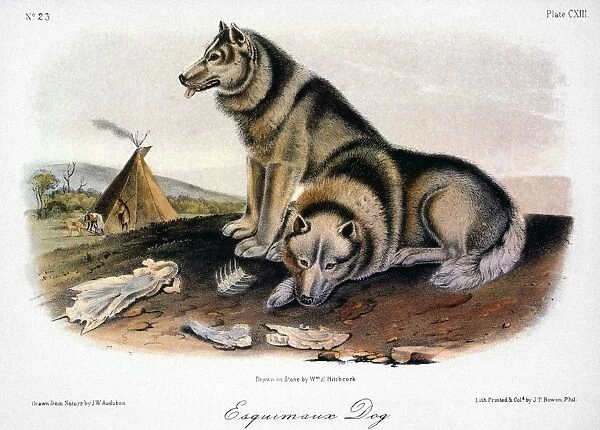 AUDUBON: ESKIMO DOG. Lithograph, 1846, after a painting by John James Audubon