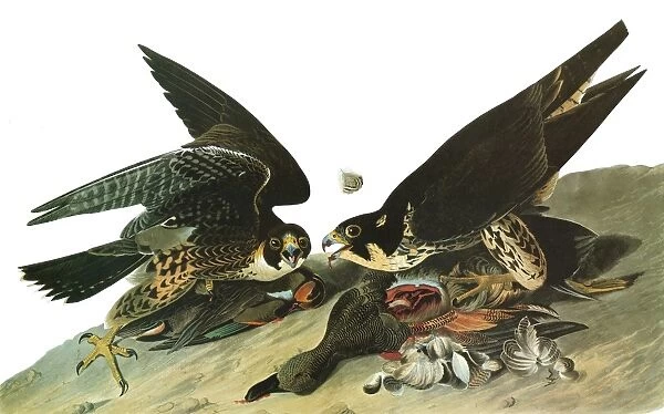 AUDUBON: FALCON. Peregrine Falcon, or Duck Hawk (Falco peregrinus)