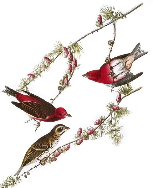AUDUBON: FINCH, (1827-38). Purple Finch (Carpodacus purpureus) by John James Audubon for his Birds of America, 1827-38