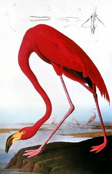 AUDUBON: FLAMINGO, 1827. American Flamingo (Phoenicopterus ruber). Colored engraving from John James Audubons The Birds of America, 1827-38