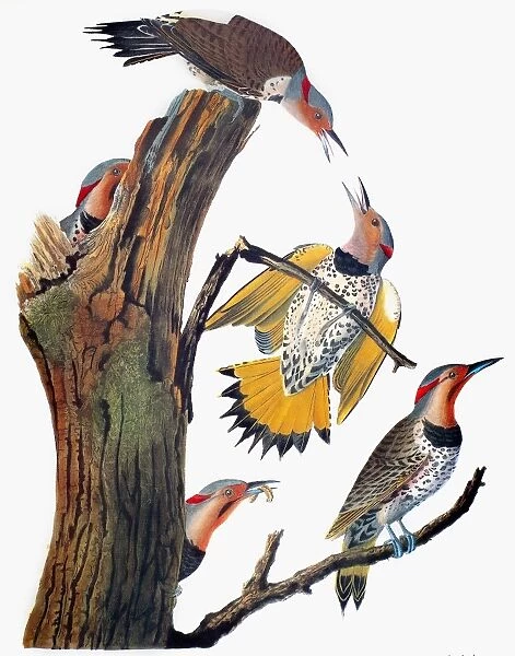 AUDUBON: FLICKER. Common Flicker (Colaptes auratus), from John James Audubons The Birds of America, 1827-1838