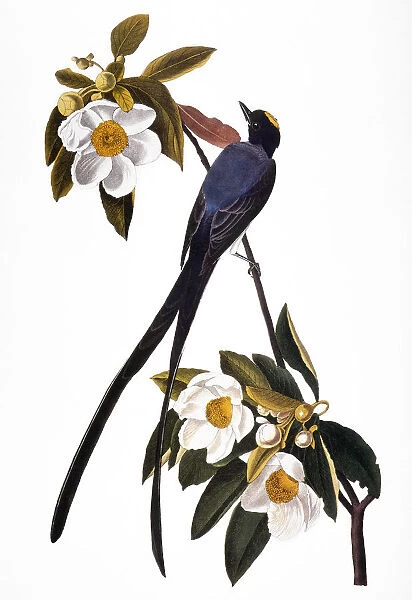 AUDUBON: FLYCATCHER, (1827). Fork-tailed Flycatcher (Muscivora tyrannus) by John James Audubon for his Birds of America, 1827-38