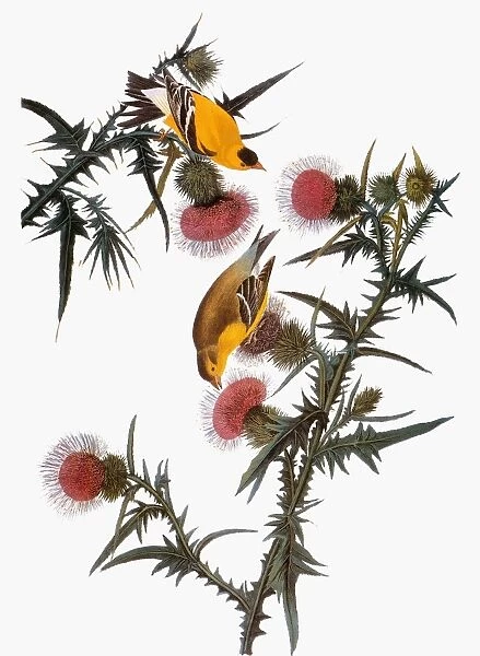 AUDUBON: GOLDFINCH. American goldfinch (Carduelis tristis), from John James Audubons The Birds of America, 1827-1838