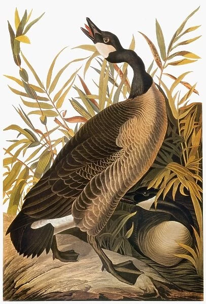 AUDUBON: GOOSE. Canada goose (Branta canadensis), from John James Audubons The Birds of America, 1827-1838