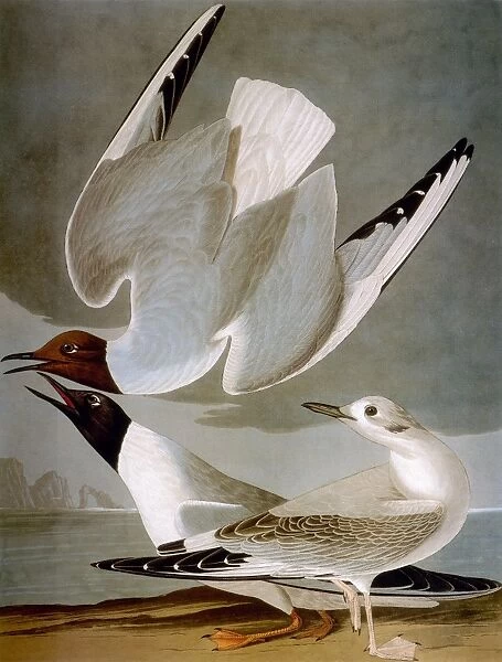 AUDUBON: GULL. Bonapartes gull (Larus Bonapartii), from John James Audubons The Birds of America, 1827-1838