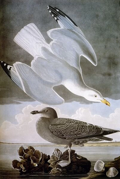 AUDUBON: GULL. Herring gull (Larus argentatus), from John James Audubons The Birds of America, 1827-1838