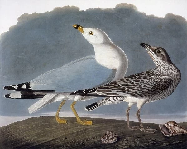 AUDUBON: GULL. Ring-billed gull, or common gull (Larus canus), from John James Audubons The Birds of America, 1827-1838