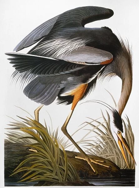AUDUBON: HERON. Great blue heron (Ardea herodias), from John James Audubons The Birds of America, 1827-1838
