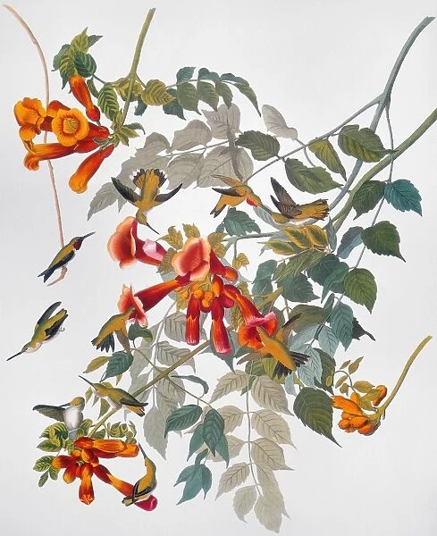 AUDUBON: HUMMINGBIRD. Ruby-throated hummingbird, from John James Audubons The Birds of America, 1827-1838