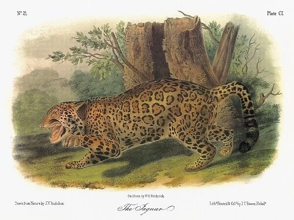 AUDUBON: JAGUAR. Jaguar (Panthera onca)