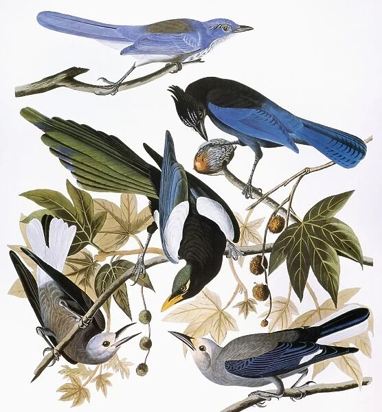 AUDUBON: JAY AND MAGPIE. Scrub jay (Aphelocoma coerulescens), Stellers jay (Cyanocitta stelleri), yellow-billed magpie (Pica nuttalli), and Clarks nutcracker (Nucifraga columbiana), from John James Audubons Birds of America, 1827-1838
