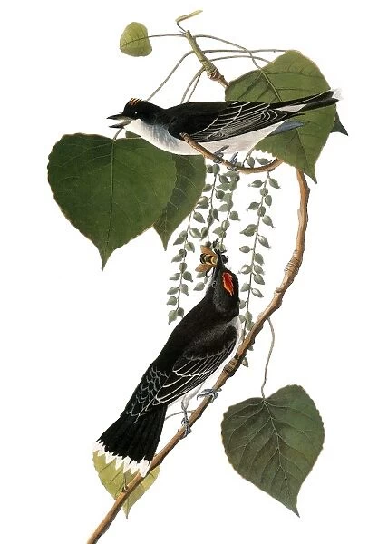 AUDUBON: KINGBIRD, (1827-38). Eastern Kingbird, or Tyrant Flycatcher (Tyrannus tyrannus) by John James Audubon for his Birds of America, 1827-38