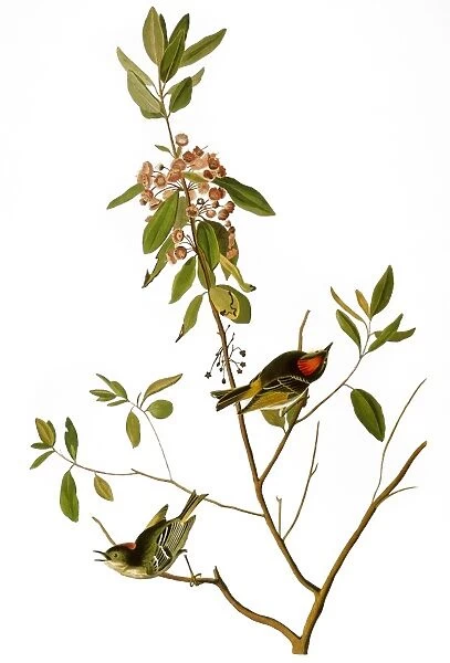 AUDUBON: KINGLET, 1827. Ruby-crowned Kinglet (Ruby-crowned Wren). Color engraving from John James Audubons The Birds of America, 1827-38