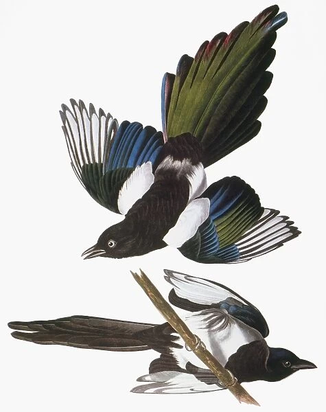 AUDUBON: MAGPIE. Black-billed magpie (Pica pica), from John James Audubons The Birds of America, 1827-1838