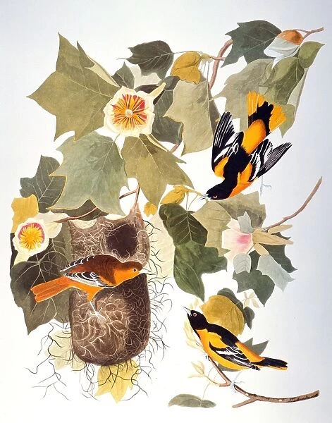 AUDUBON: ORIOLE. Northern, or Baltimore, oriole (Icterus galbula), from John James Audubons The Birds of America, 1827-1838
