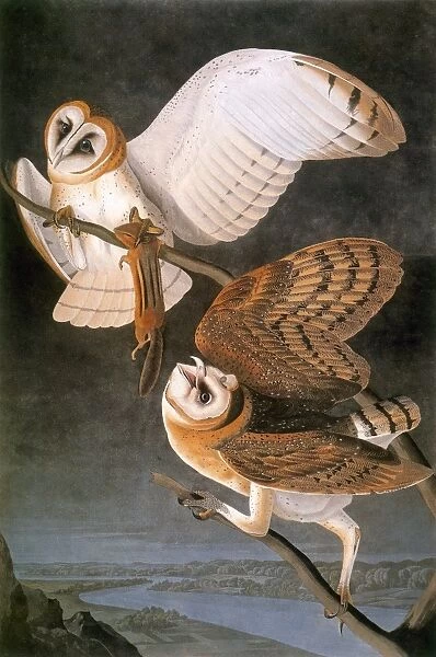 AUDUBON: OWL. Barn owl (Tyto alba), from John James Audubons The Birds of America, 1827-1838