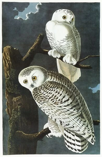 AUDUBON: OWL. Snowy Owl (Bubo scandiacus)