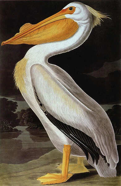 AUDUBON: PELICAN. Great White Pelican (Pelecanus erythrorhynchos), from John J. Audubons The Birds of America, 1827-1838