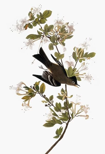 AUDUBON: PEWEE, 1827-38. Eastern, or Wood, Pewee (Contopus virens) by John James Audubon for his Birds of America, 1827-38