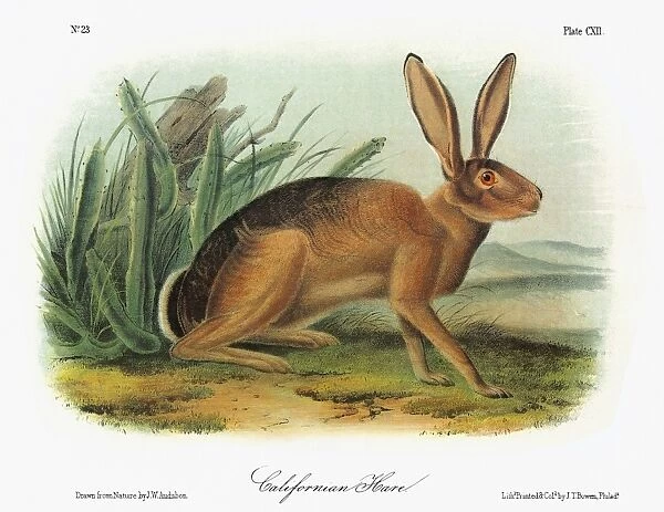 AUDUBON: RABBIT. Black-tailed jackrabbit, also known as the American desert hare