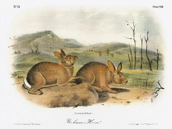 AUDUBON: RABBIT. Western brush rabbit, formerly known as Bachmans hare (Sylvilagus bachmani)