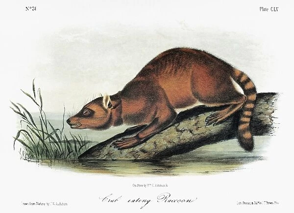 AUDUBON: RACCOON. Crab-eating raccoon (Procyon cancrivorus). Lithograph, c1854