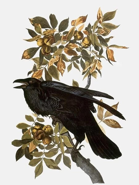 AUDUBON: RAVEN. Northern Raven (Corvus corax), from John James Audubons The Birds of America, 1827-1838