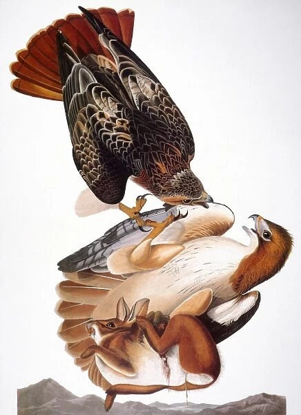 AUDUBON: RED-TAILED HAWK. (Buteo jamaicensis) by John James Audubon for his Birds of America, 1827-38